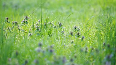 Dew on grass