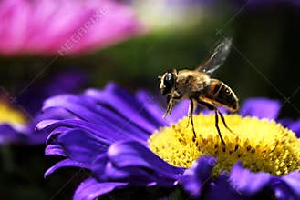 Honey bee in flight
