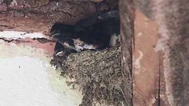 Barn swallow nest full of chicks and parents who feed them and clean the nest from droppings