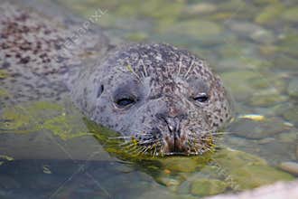 A seal sleeping in the water on the edge of the rocky beach