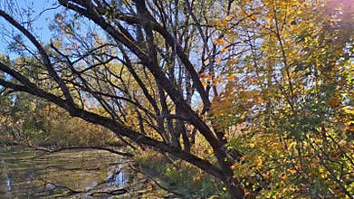 Autumn sunlight filtering through tree branches in a forest by the lake