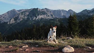 jack russell sitting on rocky mountain path