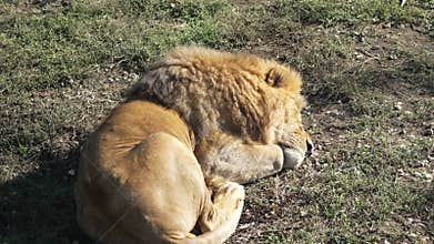 Lion Sleeping Grass Savanna: A majestic lion rests peacefully on the savanna grass, likely taking a midday nap in the warm