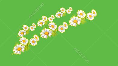 draw slant series of white sunflower decorate with green leaf and aloe vera on green screen background