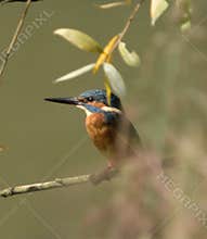 Common kingfisher (Alcedo atthis) close-up portrait