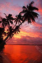 Silhouetted palm trees on a beach at sunset, Ofu island, Tonga