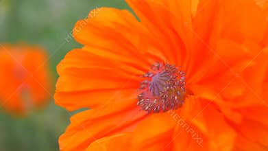 Bright orange poppy flowers bloom in meadow