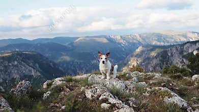 Jack Russell standing proudly on mountaintop