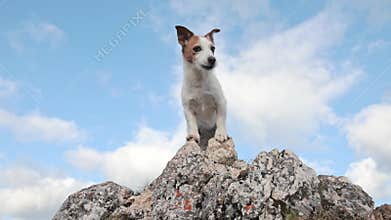 Jack Russell standing on rock under blue sky