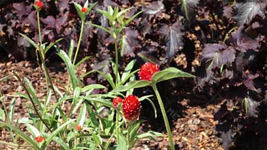 Strawberry Fields Globe Amaranth