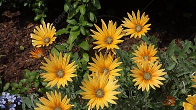 African Daisies