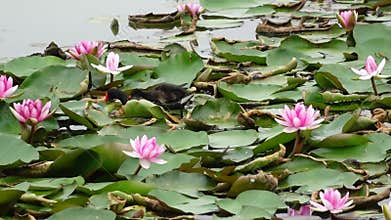 Mother and baby waterfowl