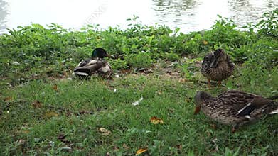 Ducks
