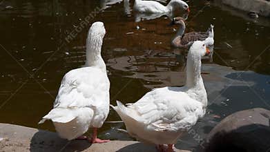 Waterfowl. Two white geese are standing by shore of a lake