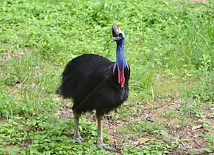 Cassowary bird