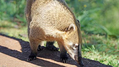 South American Coati (Nasua Nasua)