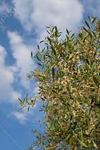 Olive Tree in Bloom. Rapa, the Flower of the Olive Tree.