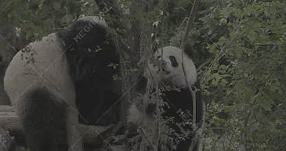 Ungraded C LOG 2, Giant Pandas Play In Slow Motion. Cute Panda Face Close-up View. Bear Or Simply, Is Bear Species