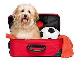 Happy reddish Bichon Havanese dog in a red traveling suitcase