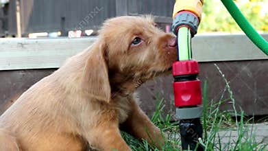 Cute Puppy drinking water