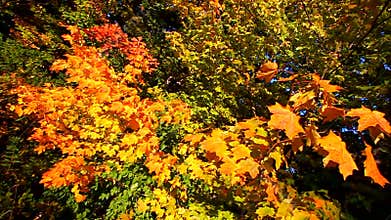 Autumn Leaves in Breeze