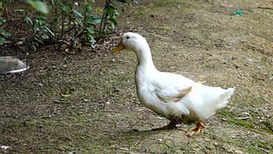 A duck walking on the bank.