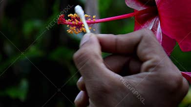 Slow-motion macro of manual hibiscus pollination