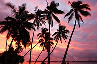 Silhouetted palm trees on a beach at sunset, Ofu island, Tonga