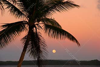 Silhouetted palm tree with the moon, Ofu island, Tonga