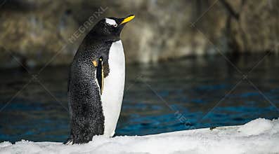 Gentoo Penguin