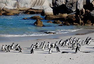African penguins on the beach