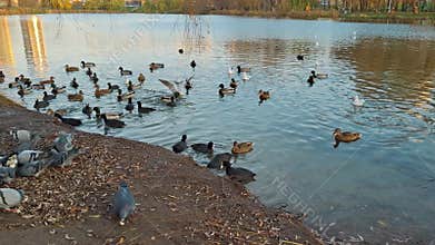 Birds on lake. Three types of waterfowl - ducks, gulls, coots, pigeons on shore