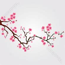 Cherry tree blossom