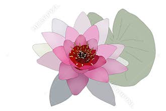 Water lilly