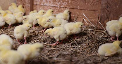 beautiful little chickens in soft yellow fluff and the first white