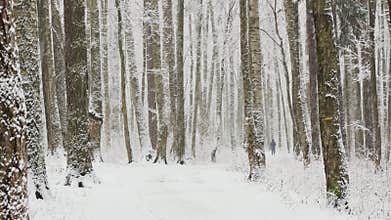 it is snowing heavily in the park, large flakes of snow are slowly falling on tree branches, people are walking dogs