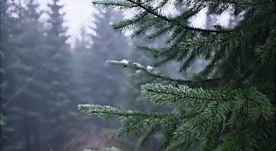 Time-Lapse Snow Falling on Pine Trees
