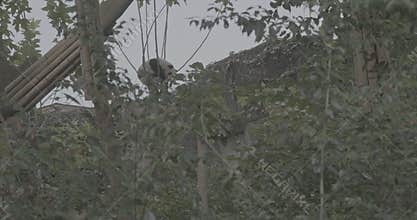 Ungraded C LOG 2, Giant Panda Resting At Tree Top. Bear Or Simply, Is Bear Species Endemic To China. Panda Diplomacy