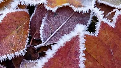 Frosted autumn leaves in crisp closeup with timelapse effect