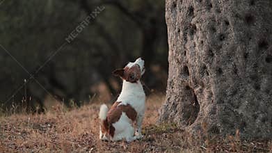 Jack Russell Terrier sniffing olive tree trunk
