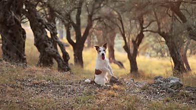 Jack Russell Terrier jumping on dry forest ground