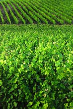 Vineyard