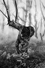 The Old Man of the Forest