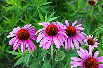 Vibrant purple coneflower (Echinacea purpurea) blossoms in a lush garden.