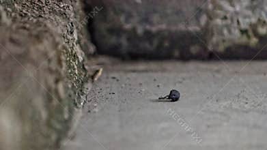 Ant carrying stone