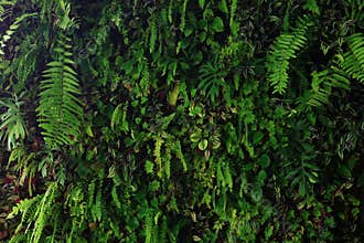 Vertical garden nature backdrop, living green wall of devil`s ivy, ferns, philodendron, peperomia, inch plant and different