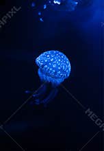 Jellyfish in the dark water with lights