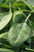 Spinach