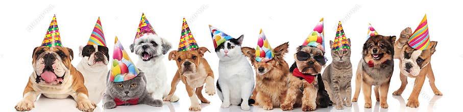 Team of happy party pets on white background