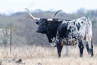Texas Longhorn cow in Texas